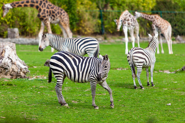 Fototapeta na wymiar zebra and giraffe at the green park in Zoo