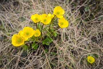 Close up for yellow Arctic buttercup flowers