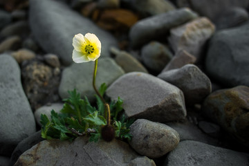Close up of isolated Svalbard poppy amongst rocks and pebbles