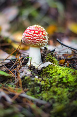 poisonous mushroom fly agaric in autumn forest