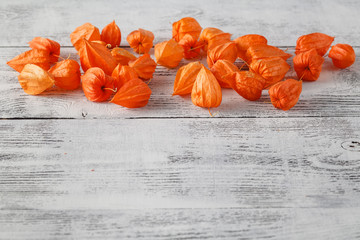 Autumn background with Delicate bright orange Physalis, also kno - obrazy, fototapety, plakaty