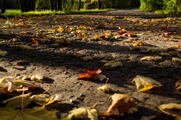 Path in the Park, strewn with yellow leaves.