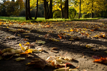 Path in the Park, strewn with yellow leaves.