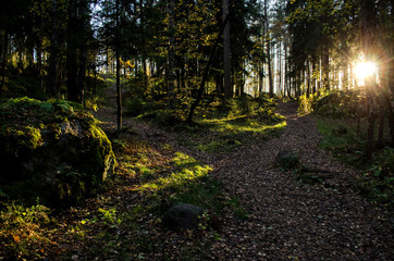 Obraz premium Fairy forest illuminated by sun rays