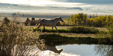 Colorado Horses