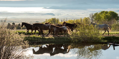 Obraz premium Konie Kolorado