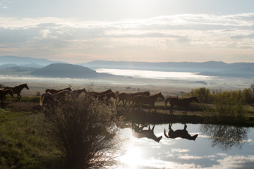 Colorado Horses