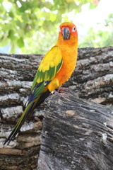 Parrots