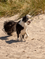 Naklejka premium Border Collies