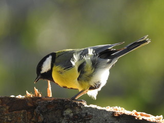 great tit eating 