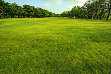 green grass  field of public park in morning light
