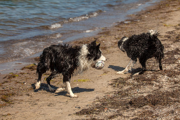 Border Collies