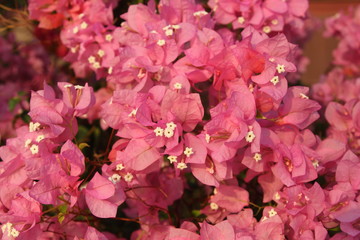 Obraz premium Flower