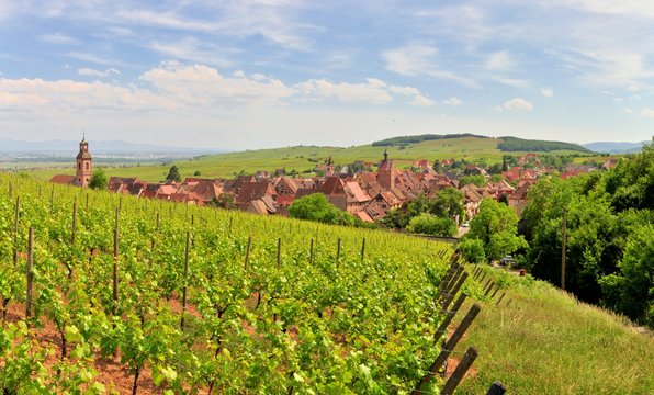 Le village alsacien de Riquewihr au milieu des vignes
