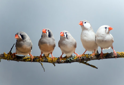 Australian Zebra Finch flock of five, perched on a branch. Clean blue background