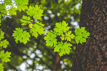 Green Maple Leaves - 122999319