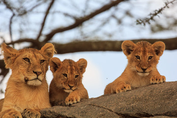 Lionceaux attendant le retour de leur mère sur un rocher, Tanzanie