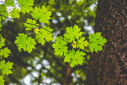 Green Maple Leaves