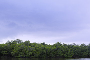 Clouds over mangrove trees