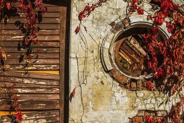 Old wall with a door and leaves of grapes, background.