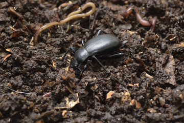 Escarabajo y lombrices en compost.