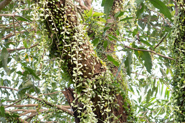 group of fern in field ,green fern with sunlight,fern need water for growth