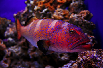 Fototapeta na wymiar grouper underwater photo