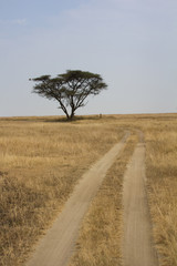 Chemin dans la savane africaine, Tanzanie
