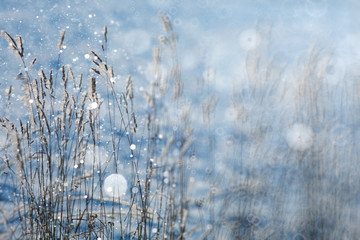blurred background winter forest snowfall