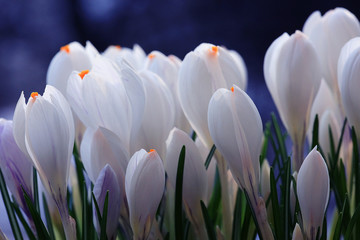 Obrazy  delikatne białe kwiaty wiosenne tło