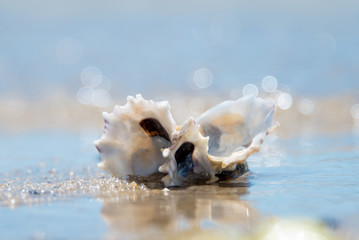 Obraz na płótnie Canvas Oyster Shells Reflected on the Shoreline