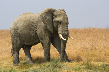 Naklejka na ściany i meble Elephants d'afrique en Tanzanie, Serengeti