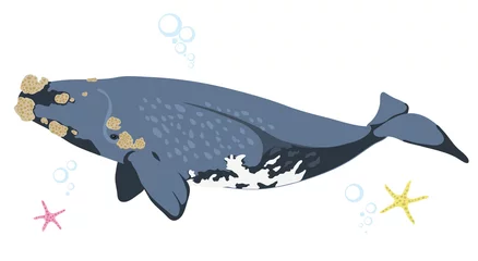 Foto op Canvas Juiste walvis walvis pictogram geïsoleerd op een witte achtergrond cartoon realistische walvis © artbalitskiy