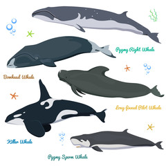 Set of Whales from the world Killer Whale Pygmy Sperm Whale, Bowhead whale, Pygmy Right Whale, long-finned pilot whale