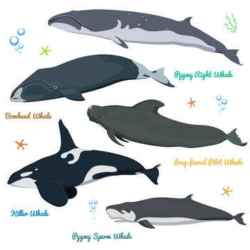 Set of Whales from the world Killer Whale Pygmy Sperm Whale, Bowhead whale, Pygmy Right Whale, long-finned pilot whale
