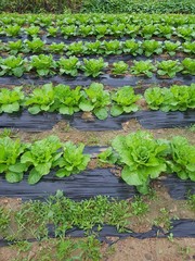 chinese cabbaged in farmland