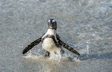 African penguin walk out of the ocean on the sandy beach. African penguin ( Spheniscus demersus) also known as the jackass penguin and black-footed penguin. Boulders colony. Cape Town. South Africa