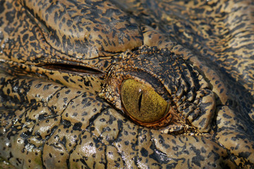 Naklejka premium Crocodile eye closeup
