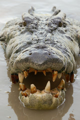 Obraz premium Crocodile's head