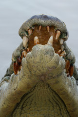 Obraz premium Crocodile's head