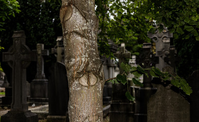 Tree  in cemetery