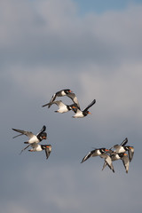Obraz premium Eurasian Oystercatcher, Oystercatcher, Birds