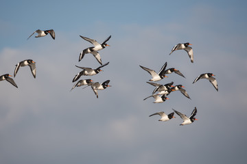 Eurasian Oystercatcher, Oystercatcher, Birds