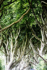 Magical forest, Northern Ireland