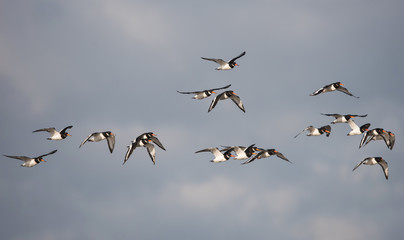 Eurasian Oystercatcher, Oystercatcher, Birds
