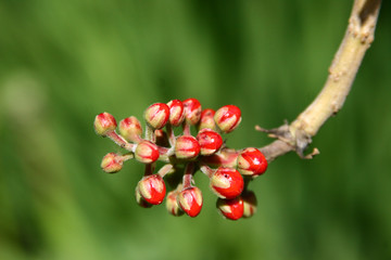 Flowers & Plants