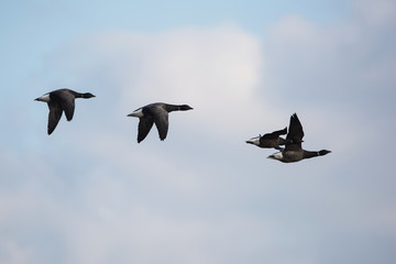 Brent Goose, Branta bernicla