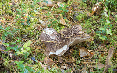 Mealy tooth, Hydnellum ferrugineum