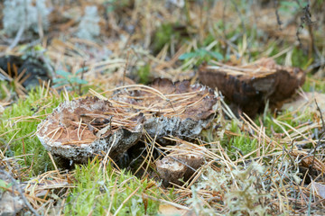 Mealy tooth, Hydnellum ferrugineum