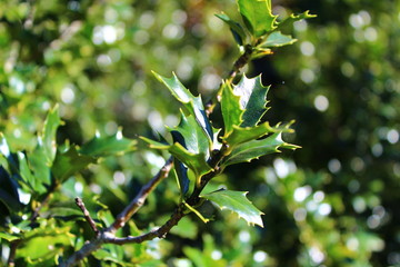 Holly Branches